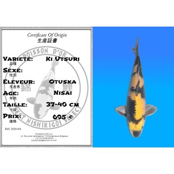 Koï Japon Ki Utsuri éleveur Otuska 37-40 cm