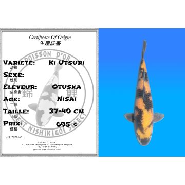 Koï Japon Ki Utsuri éleveur Otuska 37-40 cm