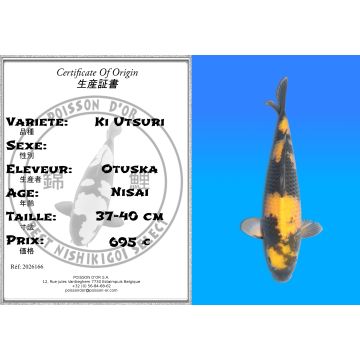 Koï Japon Ki Utsuri éleveur Otuska 37-40 cm