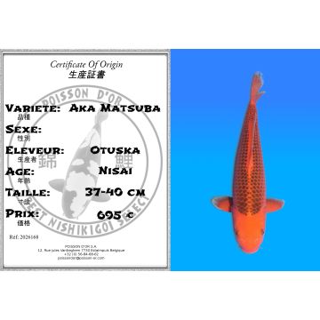 Koï Japon Aka Matsuba éleveur Otuska 37-40 cm