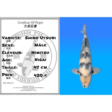 Koï Japon Shiro Utsuri mâle éleveur Himitsu 47 cm