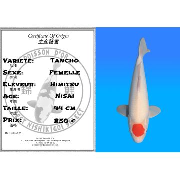 Koï Japon Tancho femelle éleveur Himitsu 44 cm