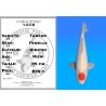 Koï Japon Tancho femelle éleveur Himitsu 44 cm