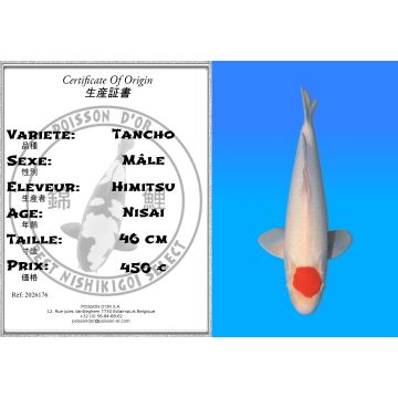 Koï Japon Tancho mâle éleveur Himitsu 46 cm