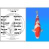 Koï Japon Kohaku mâle éleveur Himitsu 56 cm