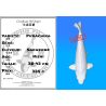 Koï Japon Purachina éleveur Sakasume 38-43 cm
