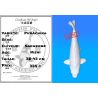 Koï Japon Purachina éleveur Sakasume 38-43 cm