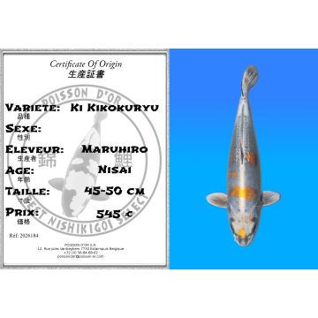 Ki Kikokuryu 45 cm