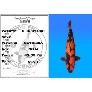 Koï Japon G. Hi Utsuri éleveur Maruhiro 45-50 cm