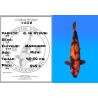 Koï Japon G. Hi Utsuri éleveur Maruhiro 45-50 cm