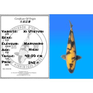 Koï Japon Ki Utsturi éleveur Maruhiro 45-50 cm