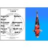 Koï Japon Showa éleveur Maruhiro 45-50 cm