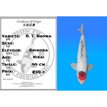 Koï Japon D. T. Showa éleveur Shinoda 44 cm