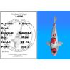 Koï Japon D. Showa éleveur Shinoda 38 cm