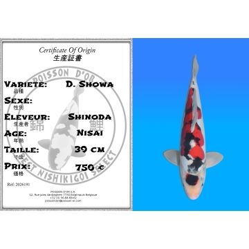 Koï Japon D. Showa éleveur Shinoda 39 cm