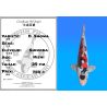 Koï Japon D. Showa éleveur Shinoda 39 cm
