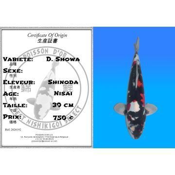 Koï Japon D. Showa éleveur Shinoda 39 cm