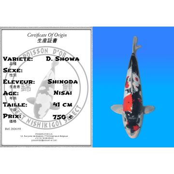 Koï Japon D. Showa éleveur Shinoda 41 cm