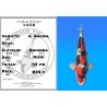 Koï Japon G. Showa éleveur Shinoda 43 cm