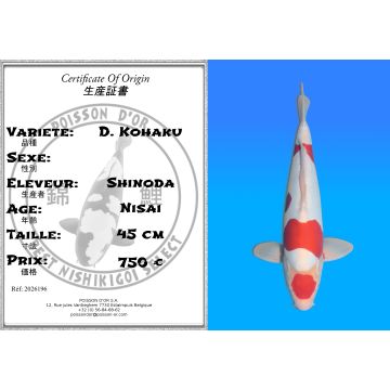 Koï Japon D. Kohaku éleveur Shinoda 45 cm