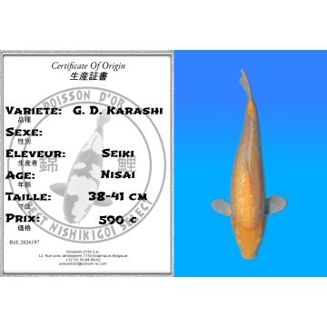 Koï Japon G. D. Karashi éleveur Seiki 38-41 cm
