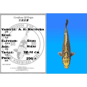 Koï Japon A. Ki Matsuba éleveur Seiki 38-41 cm