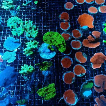 Lot de 2 Coraux durs SPS assortis (suivant disponibilités)