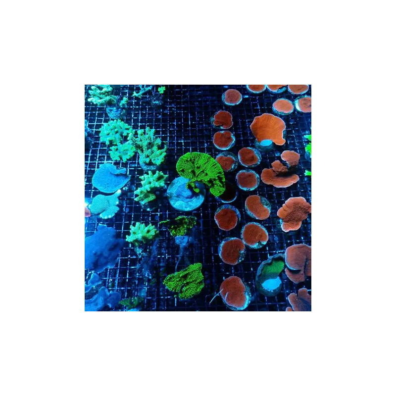 Lot de 2 Coraux durs SPS assortis (suivant disponibilités)