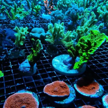 Lot de 2 Coraux durs SPS assortis (suivant disponibilités)