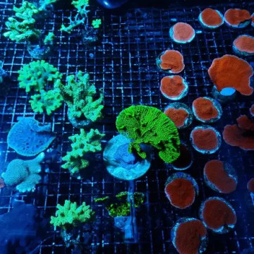 Acro Mr Lefebvre 187.5