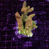 Acropora sp Acropora sp