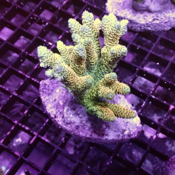 Acropora sp