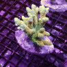 Bouture Stylophora mauve \\"milka\\" 24,00 € Poissondor Bouture Stylophora mauve \\"milka\\" 24,00 € Poissondor