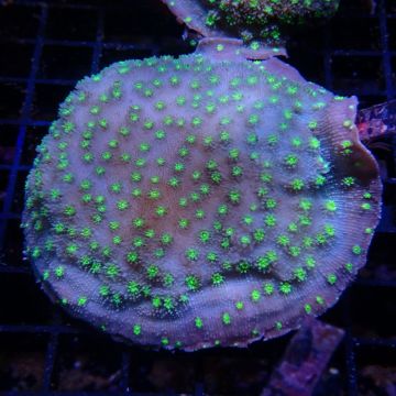 Echinopora lamellosa bleu a polypes verts 5-8 cm