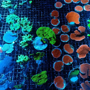 Lot de 5 Boutures de coraux durs