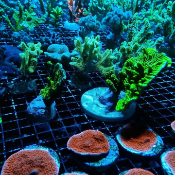 Lot de 5 Boutures de coraux durs