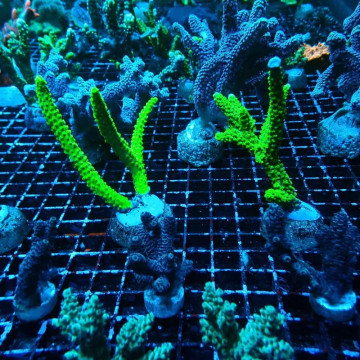 Lot de 5 Boutures de coraux durs