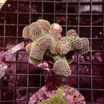 Acropora Strawberry shortcake (sauvage Australie)