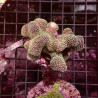 Acropora Strawberry shortcake (sauvage Australie)
