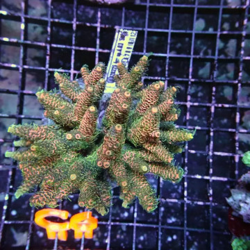 Scolymnia australis 1.5 à 2 cm (grade A)