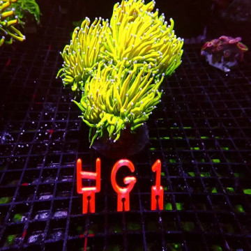 Euphyllia glabrescens Holy Grail WYSIWYG