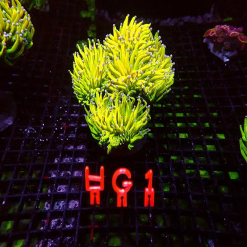 Scolymnia australis 1.5 à 2 cm (grade A)