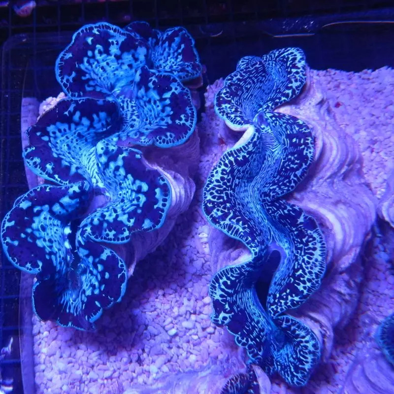 Tridacna Maxima bleu 5-7 cm  Tridacna Maxima bleu 5-7 cm