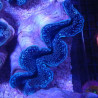 Tridacna Maxima bleu 5-7 cm  Tridacna Maxima bleu 5-7 cm