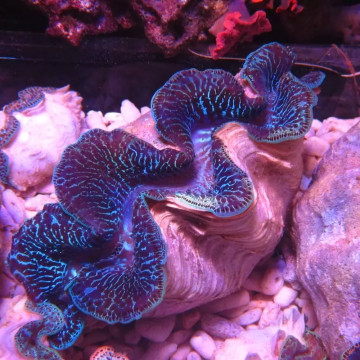 Tridacna Maxima bleu 5-7 cm 