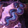Tridacna Maxima bleu 5-7 cm  Tridacna Maxima bleu 5-7 cm