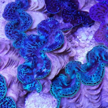 Tridacna Maxima bleu 5-7 cm 