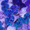 Tridacna Maxima bleu 5-7 cm  Tridacna Maxima bleu 5-7 cm