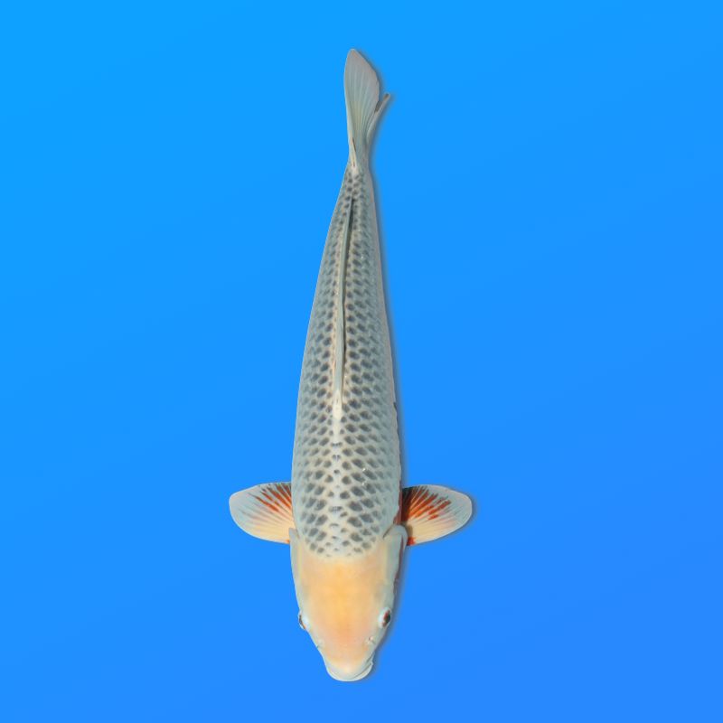 Koï Japon Asagi mâle éleveur Kataoka 52 cm