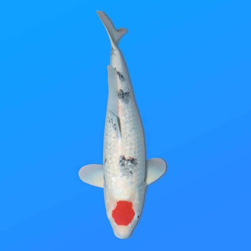 Koï Japon G. Tancho Sanke femelle éleveur Hiroi 55 cm